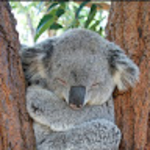 Meet your Posher, Kaidencee - Picture 1 of 1